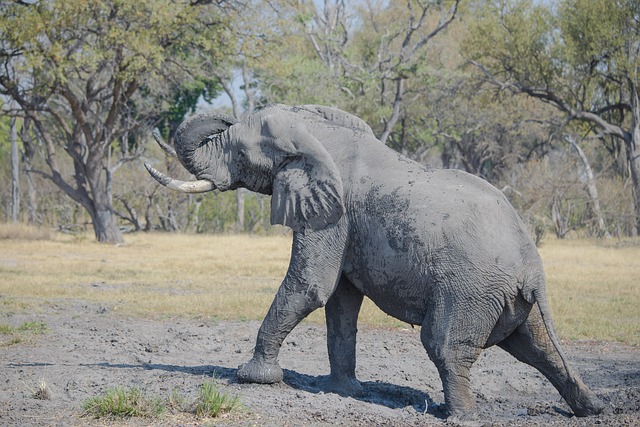 ช้างที่อารมณ์ฉุนเฉียว แล้วใช้งางัดต้นไม้ เทวดาเตือนสติด้วยการหักงาเสีย เรียกว่างากำจัด