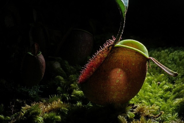 หม้อข้าวหม้อแกงลิง (nepenthes)