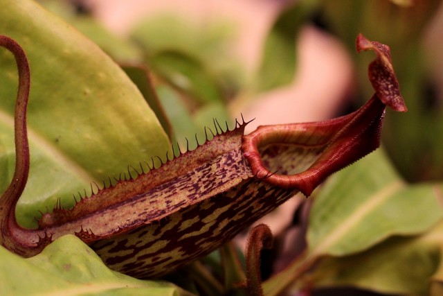 ความสวยงามของ หม้อข้าวหม้อแกงลิง (nepenthes)