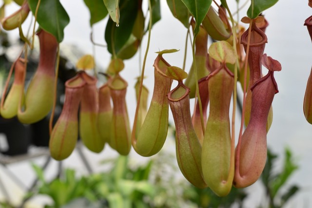 หม้อข้าวหม้อแกงลิง (nepenthes)