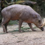 Babirusa หมูอินโดนีเซีย เขี้ยวตันทุกตัว แต่ไม่ขลัง