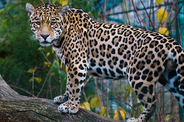 Jaguar เสือจากัวร์