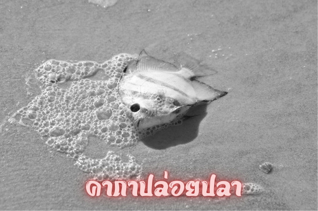 คาถาปล่อยปลา ถามหากันเยอะ