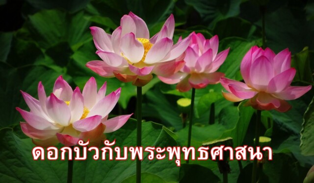 ดอกบัวกับพระพุทธศาสนา