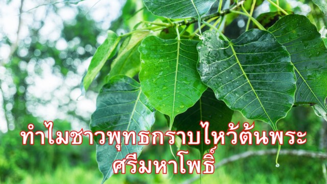 ทำไมชาวพุทธกราบไหว้ต้นพระศรีมหาโพธิ์